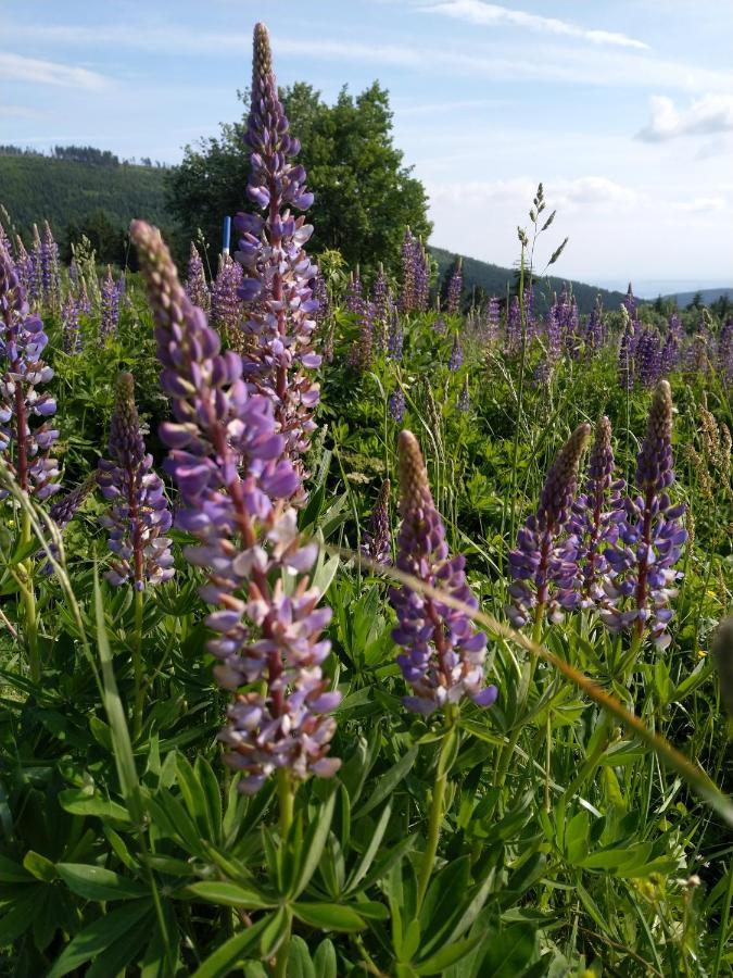 Cihlarka 303 Leilighet Pec pod Sněžkou Eksteriør bilde